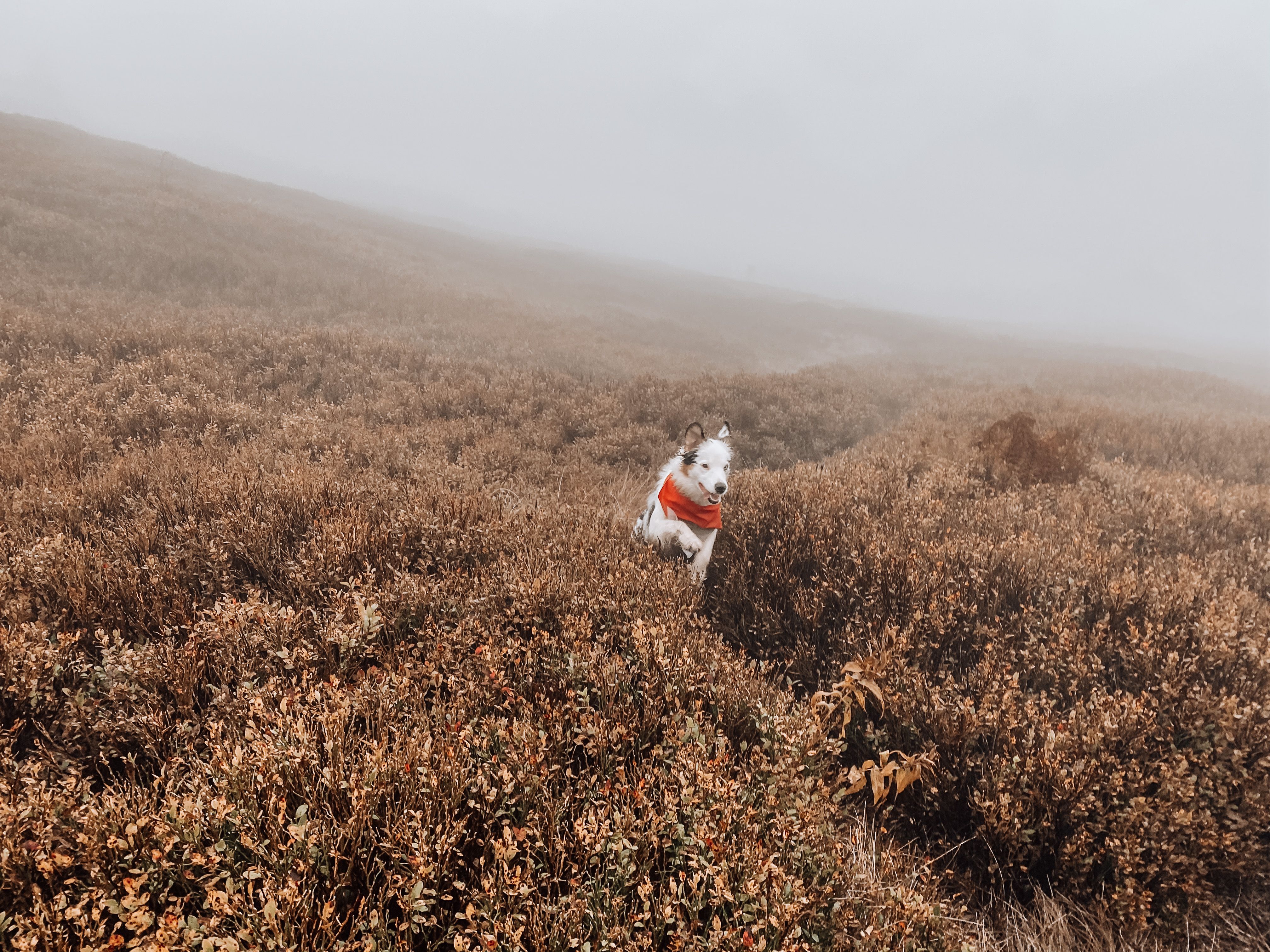 Ben Nevis rescue for dog that got high ‘after eating cannabis’ — Photo by Alena Hajduk on Pexels
