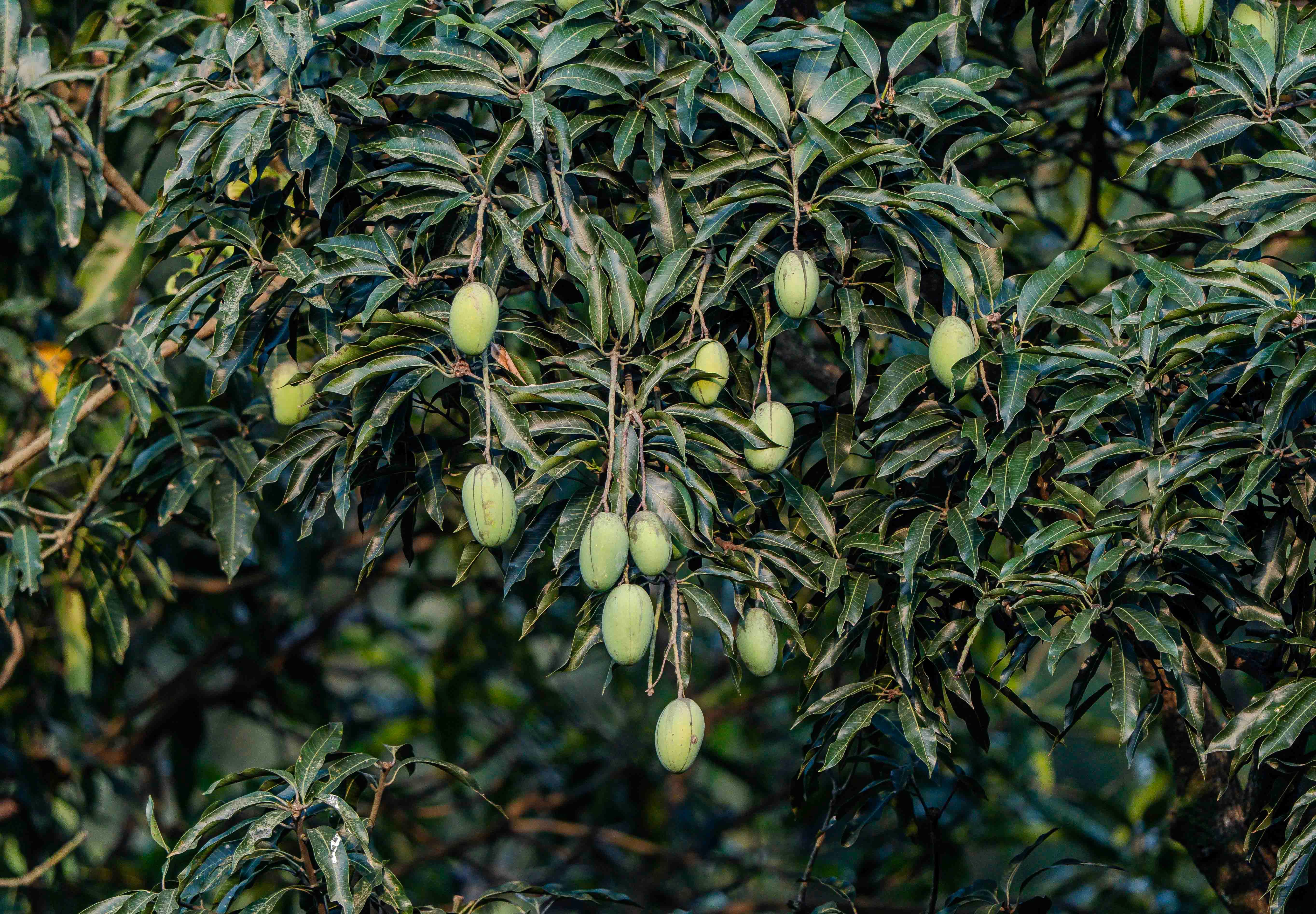 Mango Box 3