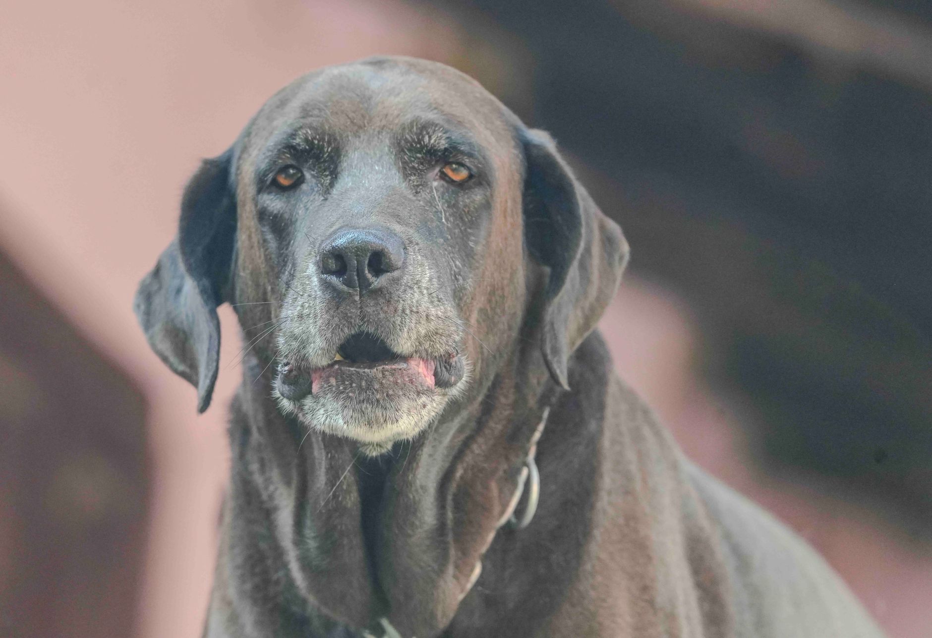 Best Dog Food for Weight Loss and Senior Dogs in 2026