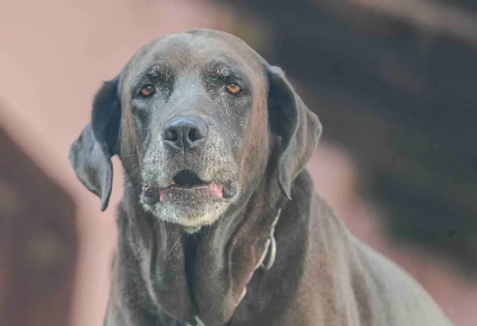 dog calming supplements