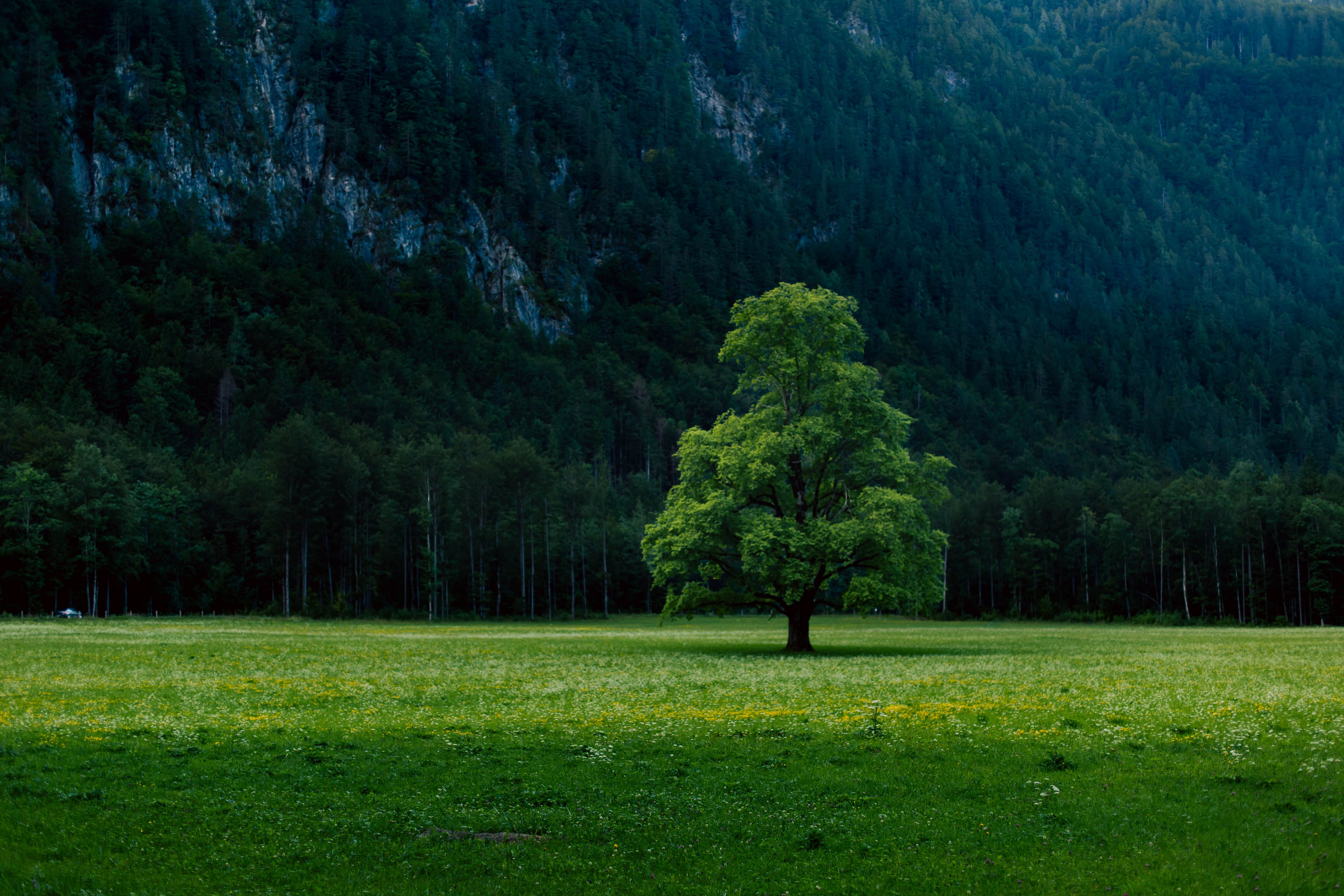 Lone Tree in Verdant Slovenian Meadow · Free Stock Photo