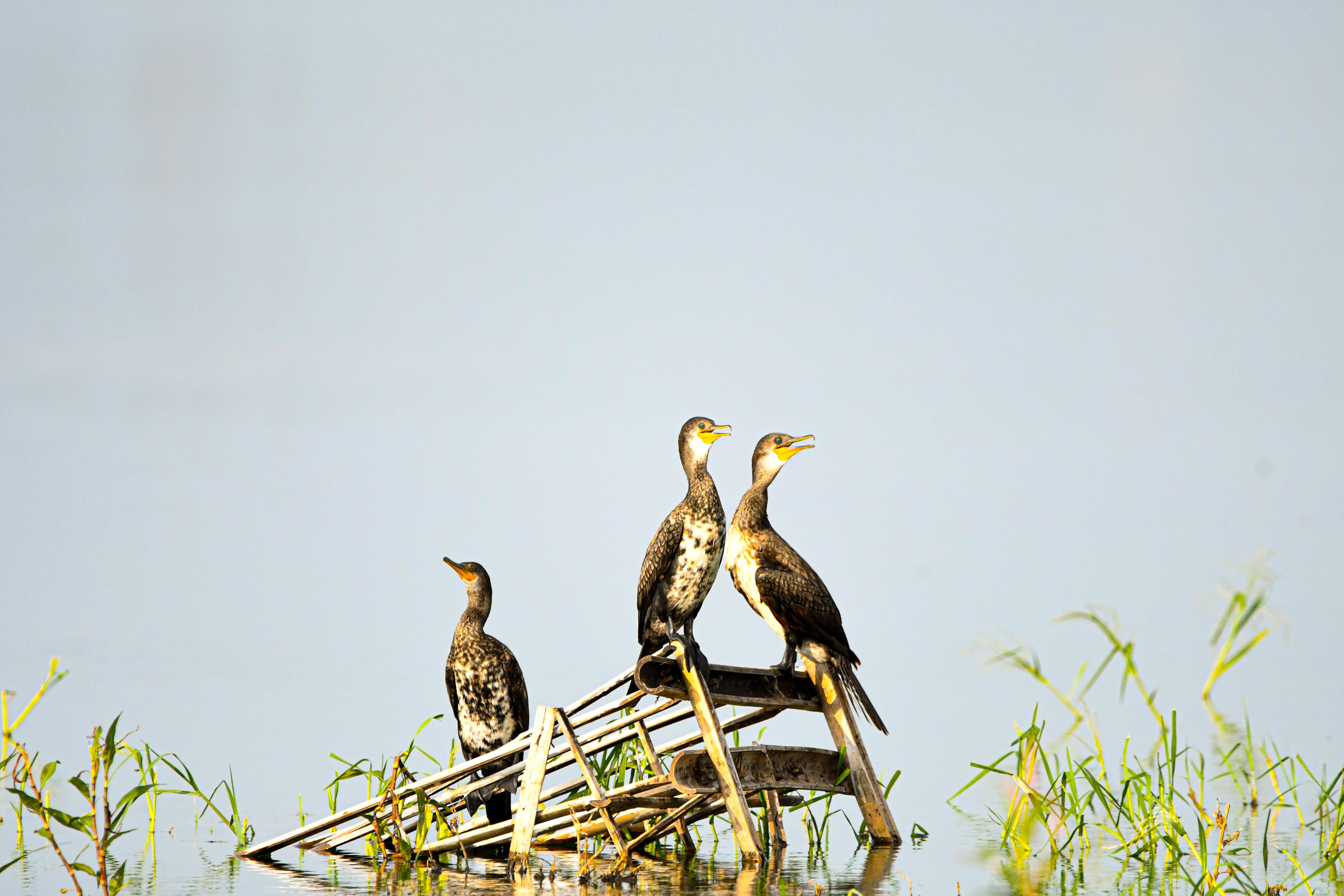 Three cormorants perched on a bamboo frame amidst a serene lake setting.