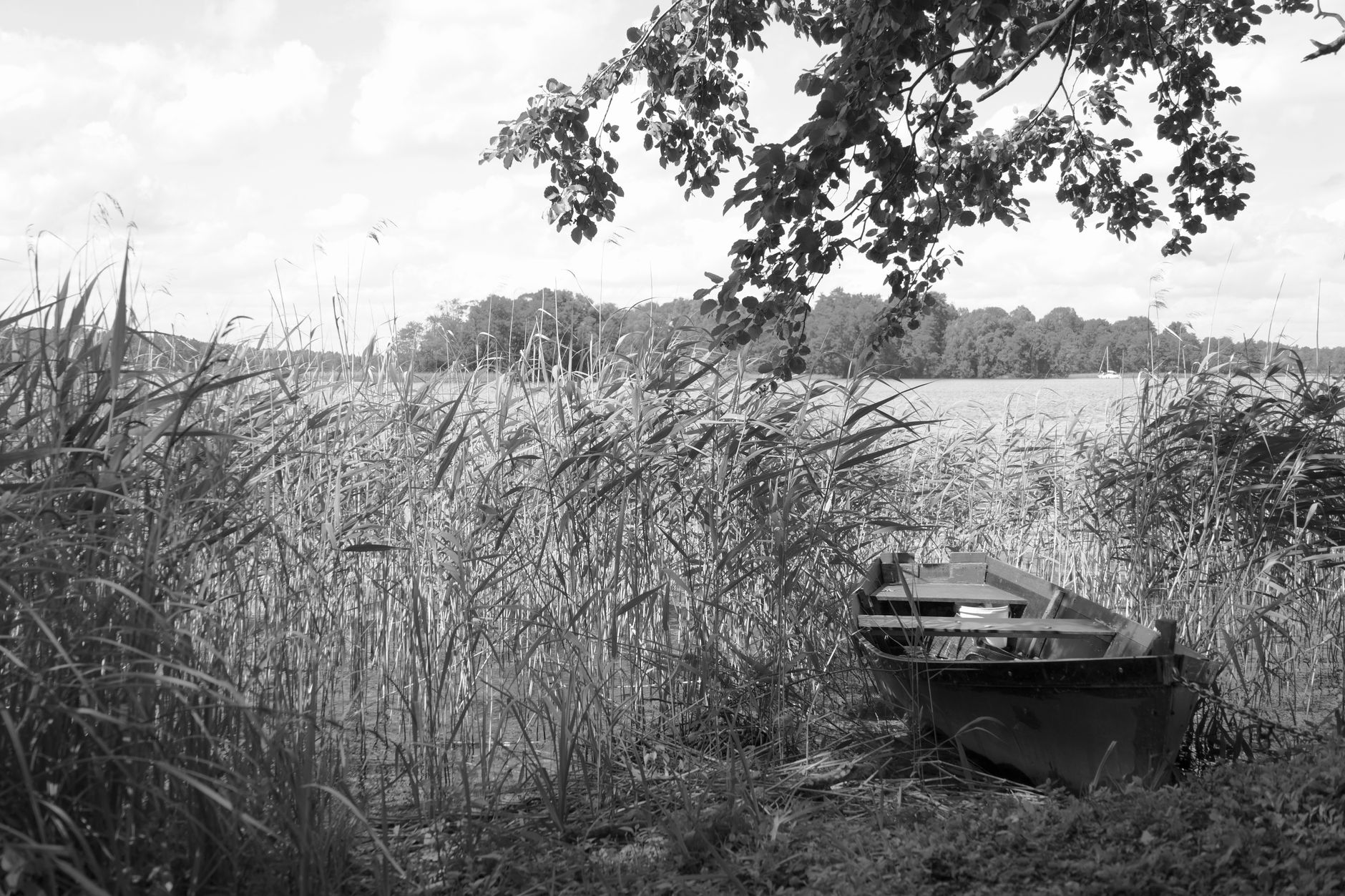 A peaceful black and white lakeside view with a moored rowboat surrounded by tall reeds.