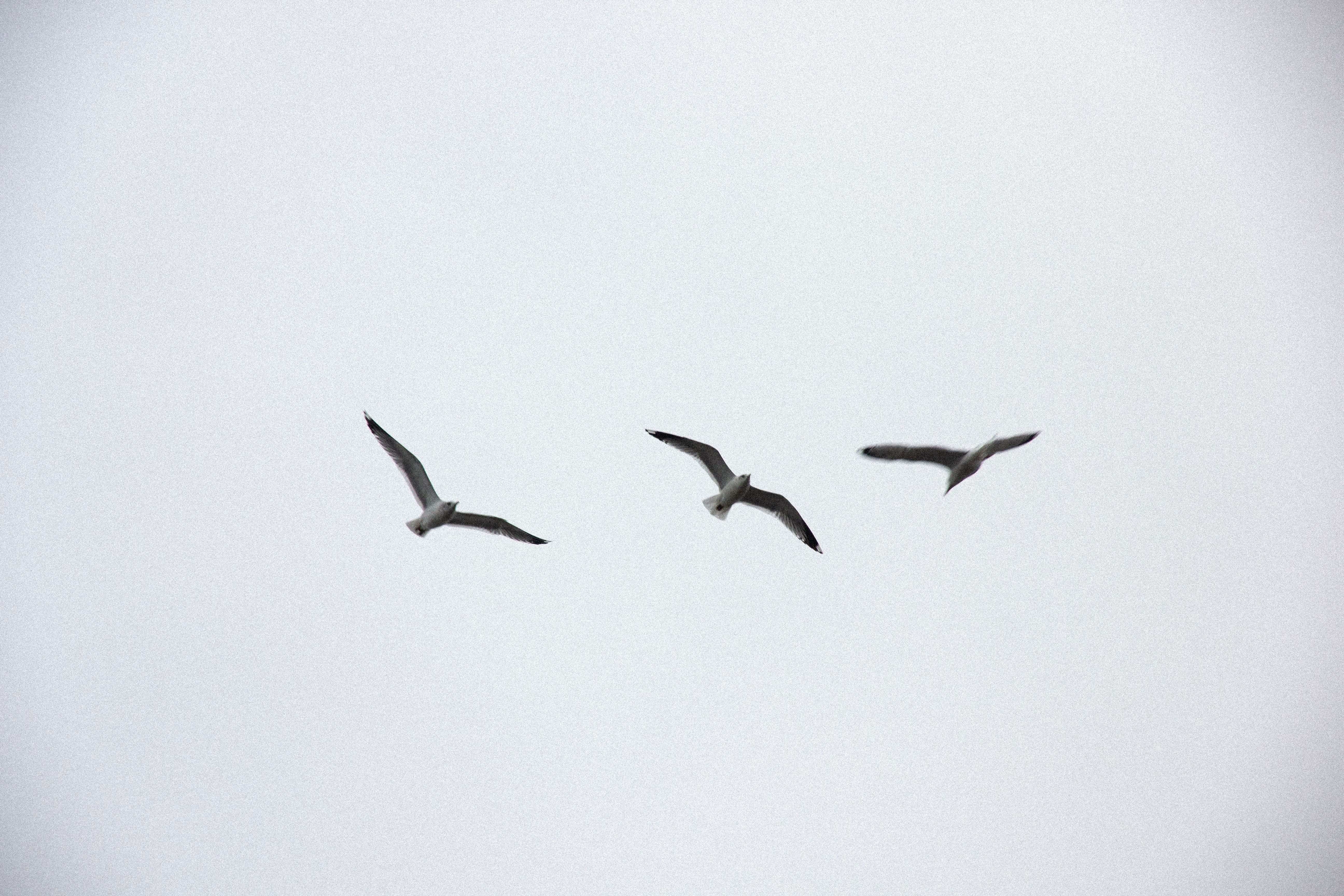 Minimalist Black and White Seagulls in Flight · Free Stock Photo
