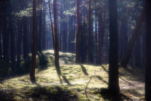 Serene pine forest scene with sunbeams filtering through trees, creating a magical atmosphere.