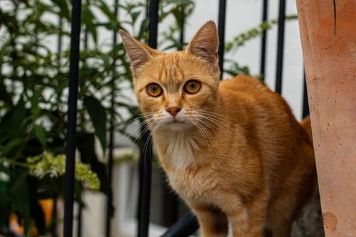 Free Ginger cat with striking eyes outdoors in a garden setting, Hollenbach. Stock Photo