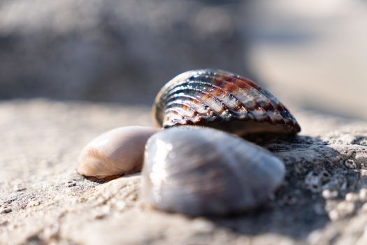 Detailed image of seashells on warm beach sand under sunlight, perfect for ocean-themed projects.