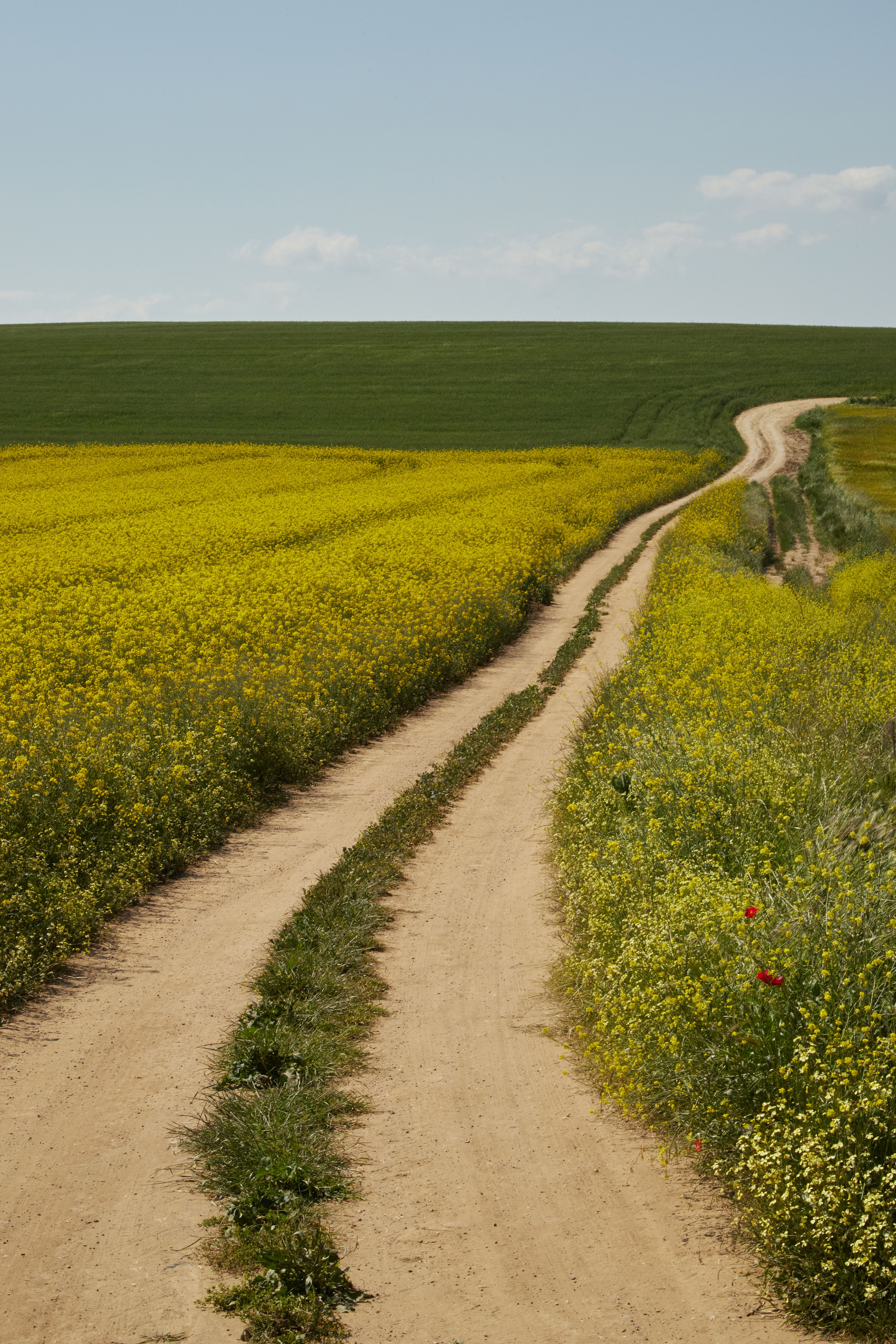 Picturesque Rural Path through Canola Fields · Free Stock Photo