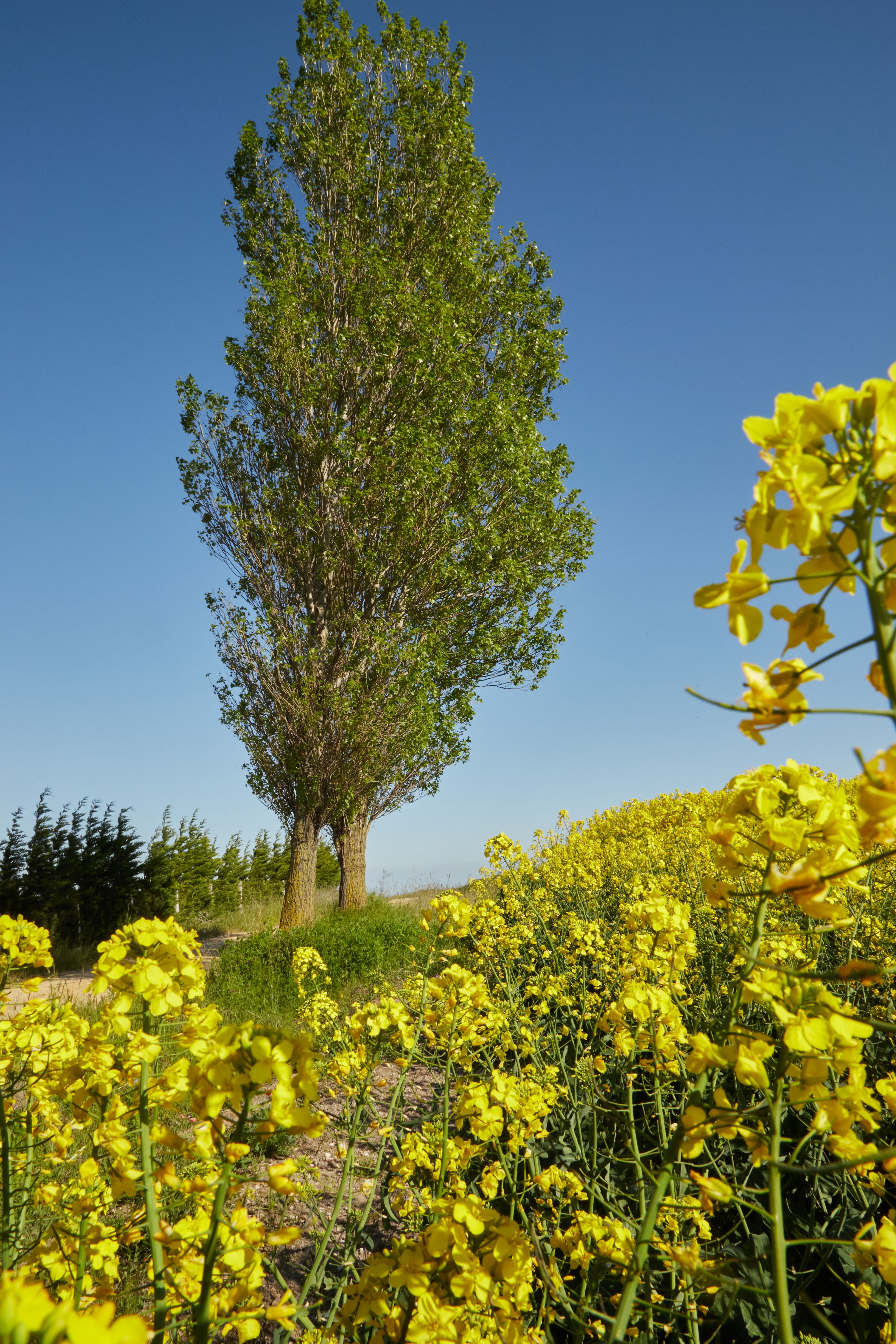 Vibrant Spring Canola Field with Tree · Free Stock Photo