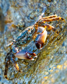 Detailed photo of a colorful crab clinging to a wet rock, showcasing texture and color.