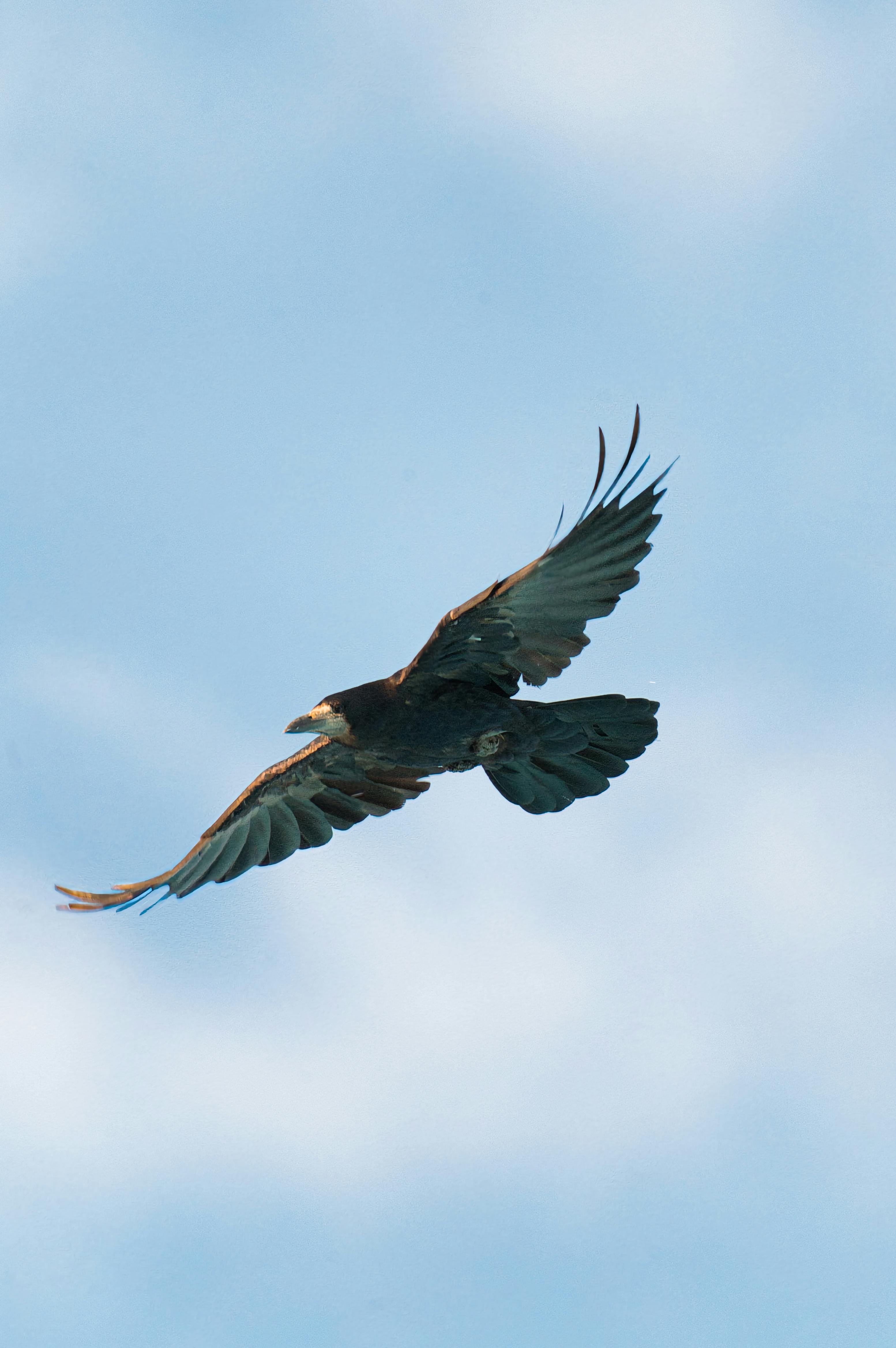 Black crow flying gracefully in a clear blue sky over Poprad, Slovakia.