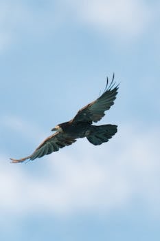 Black crow flying gracefully in a clear blue sky over Poprad, Slovakia.