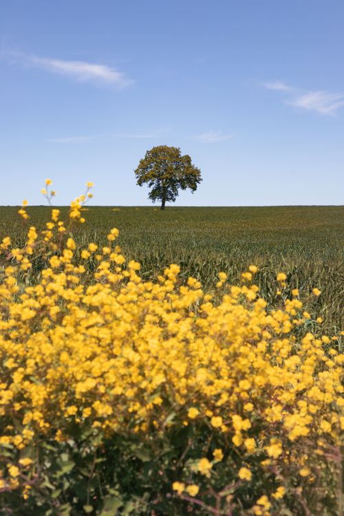 Singular Spring Tree Serene Spring Landscape with Yellow Blossoms · Free Stock Photo