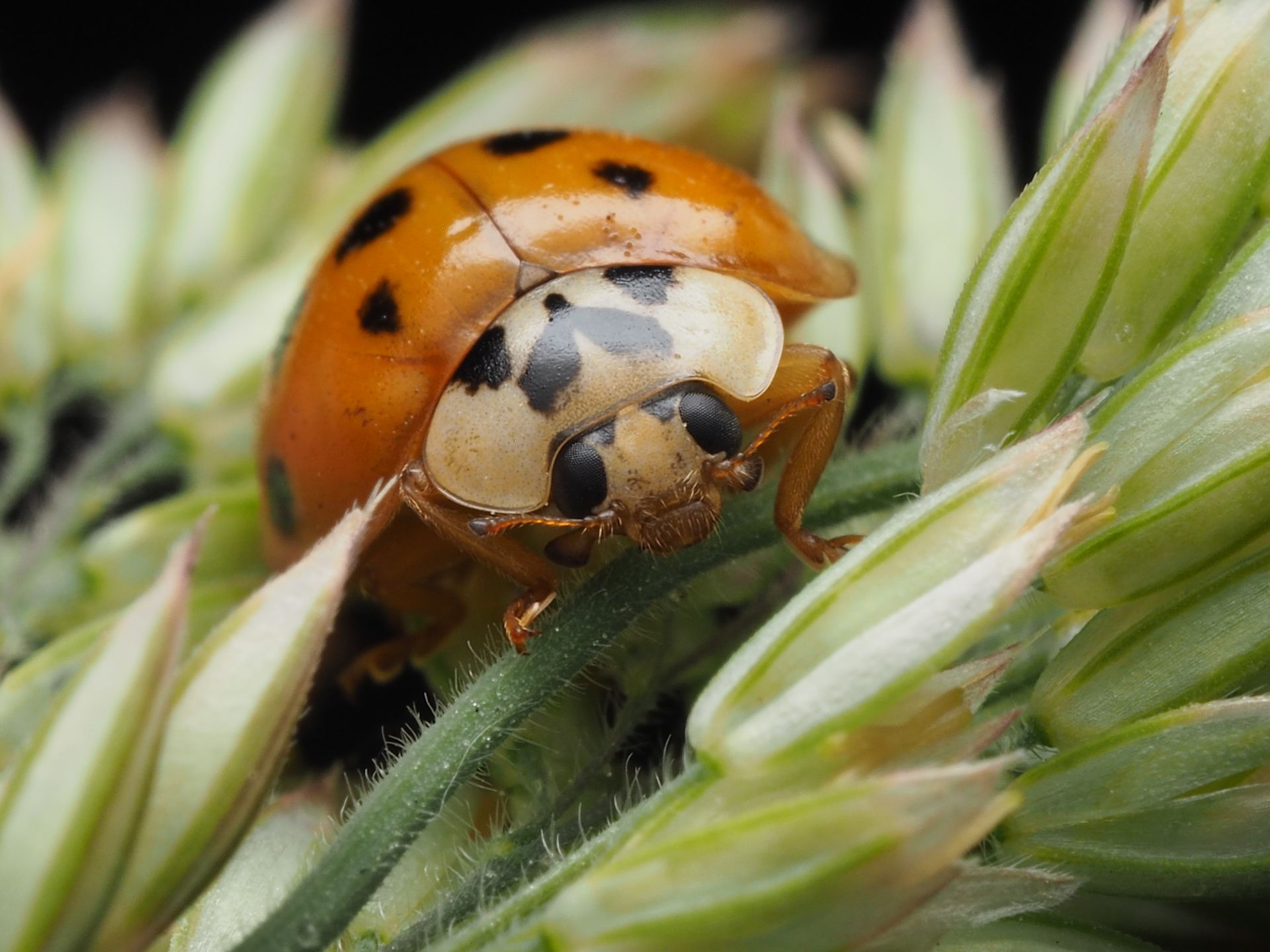 Macro shot of an Asian ladybug (Harmonia axyridis) on green leaves.
