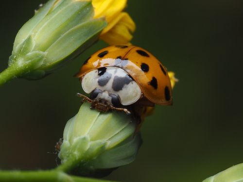 Free Macro shot of a ladybug on a flower bud, showcasing intricate details and vibrant colors. Stock Photo