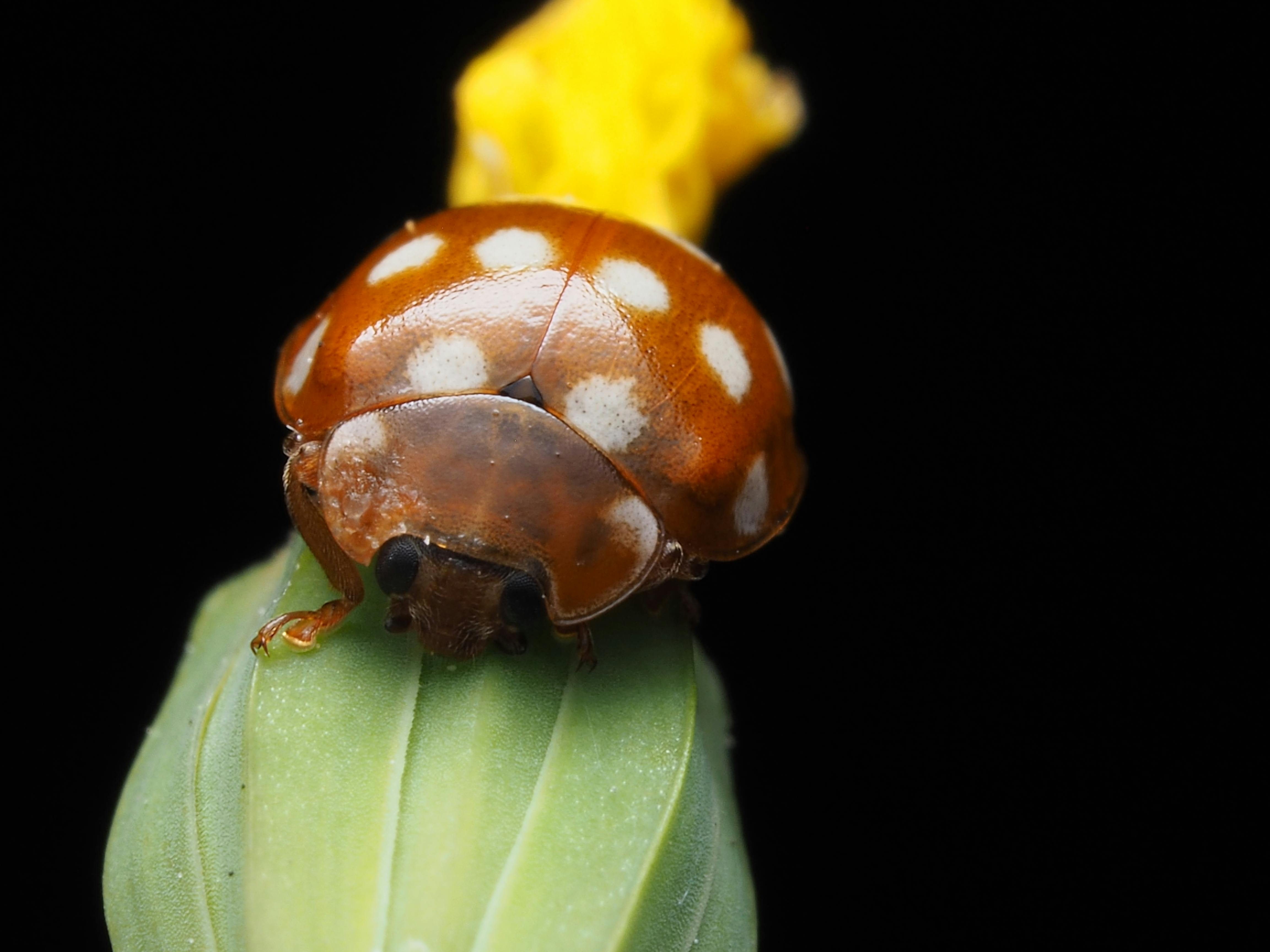 Preventing Project Scope Creep