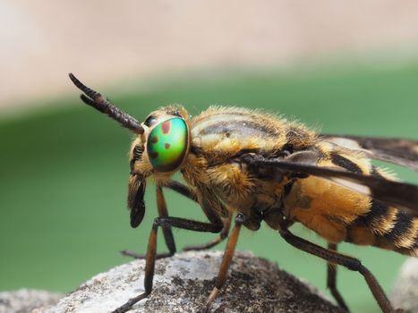 Detailed macro photograph of a horsefly perched on a rock with vivid green eyes and striped body.