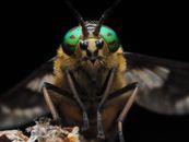 Stunning close-up of a horsefly showcasing its vibrant, green eyes in high detail.