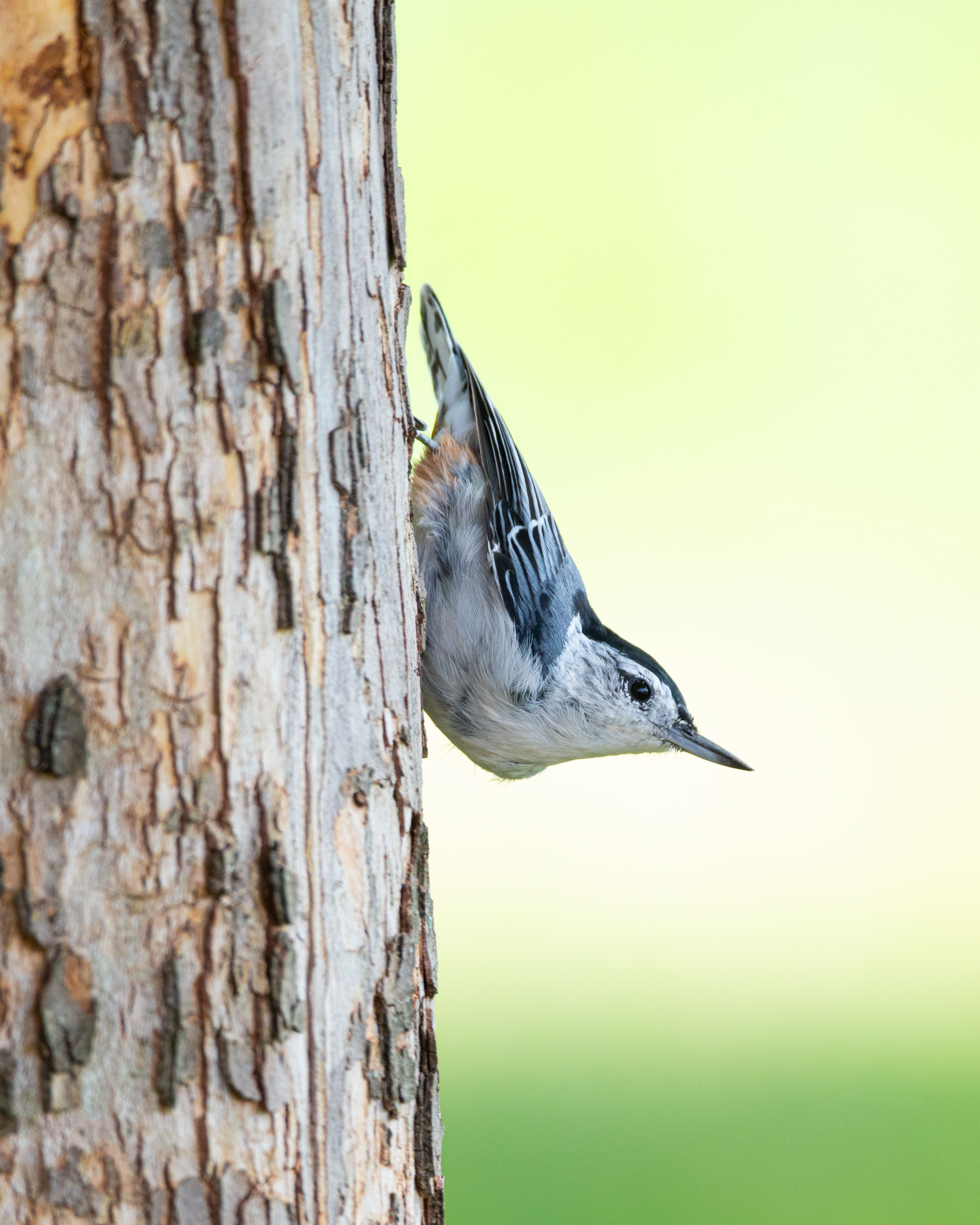 50 Common Birds Of North America