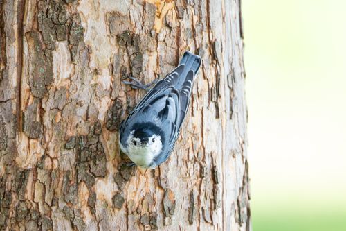Free White-breasted nuthatch perched on tree bark, Canonsburg, Pennsylvania. Stock Photo