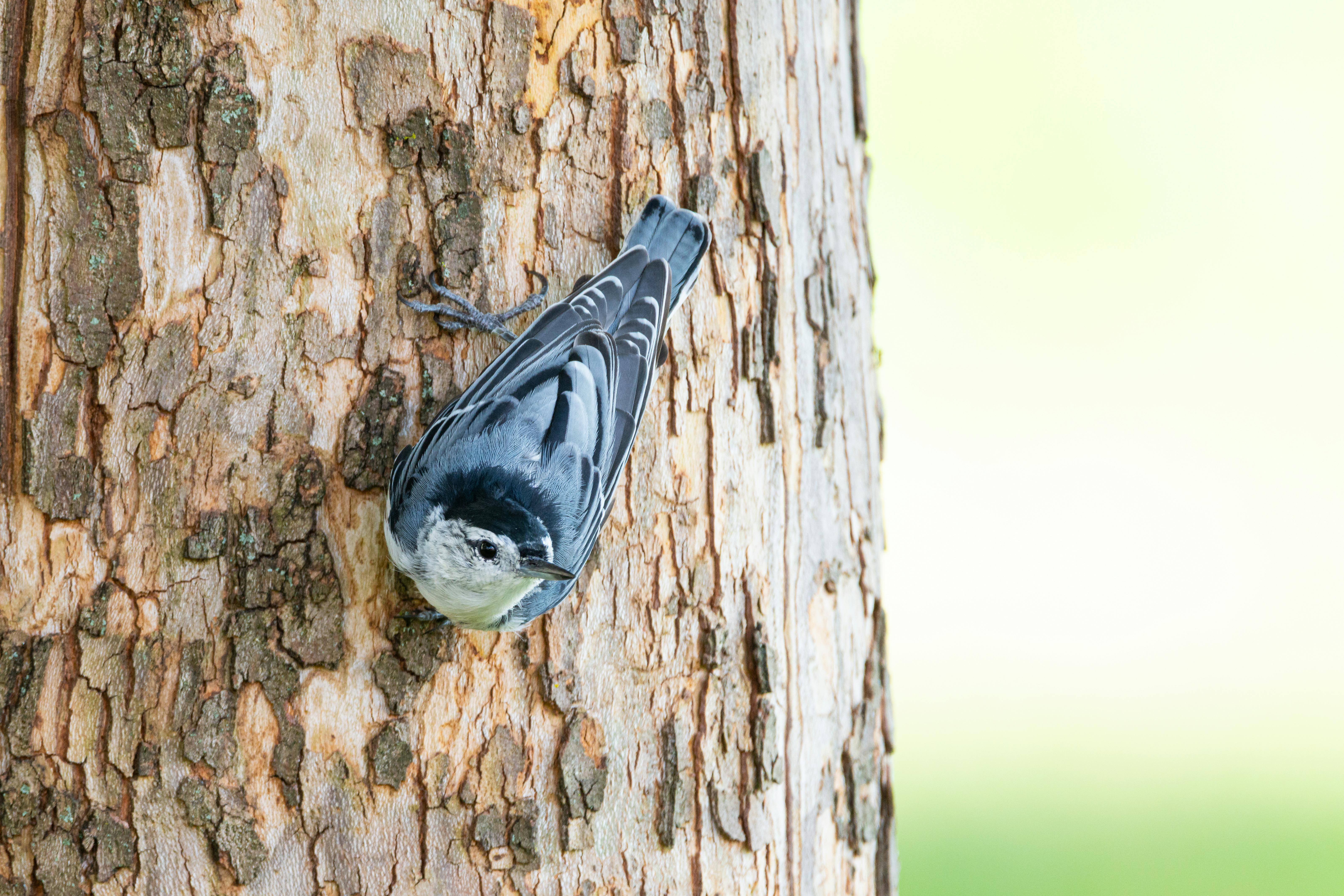 pexels-photo-33241838.jpeg?auto=compress&cs=tinysrgb&h=650&w=940