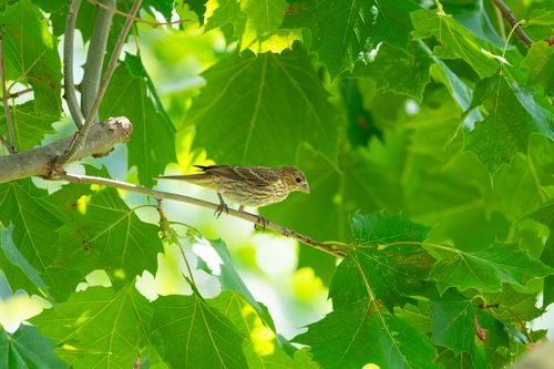Free A sparrow perched on a branch surrounded by lush green leaves in a vibrant summer setting. Stock Photo