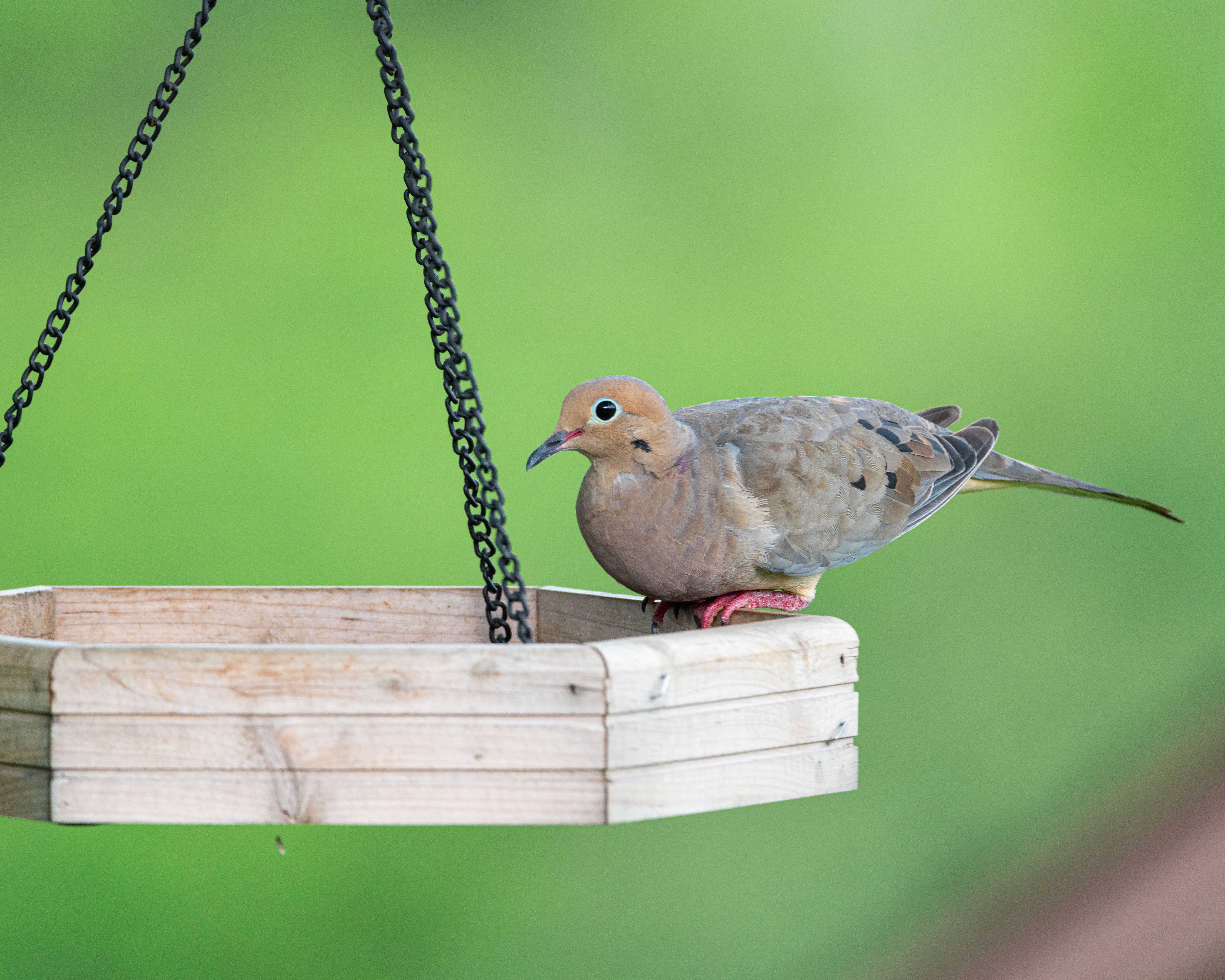 What Kind of Bird Feeder is Dove Free: Top Pest-Proof Picks