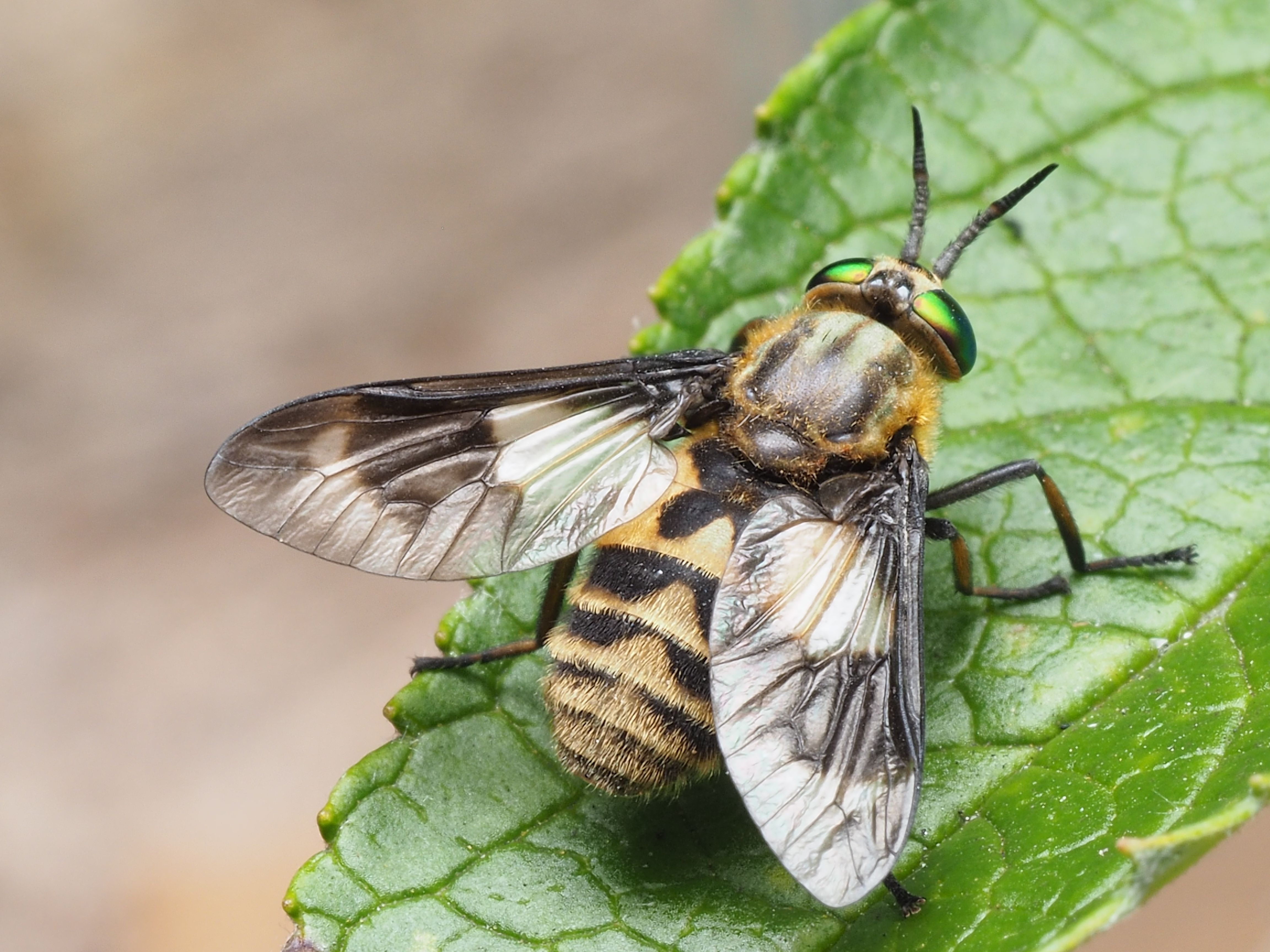 Macro photo of a horsefly with vibrant green eyes resting on a leaf, showcasing detailed wing patterns.