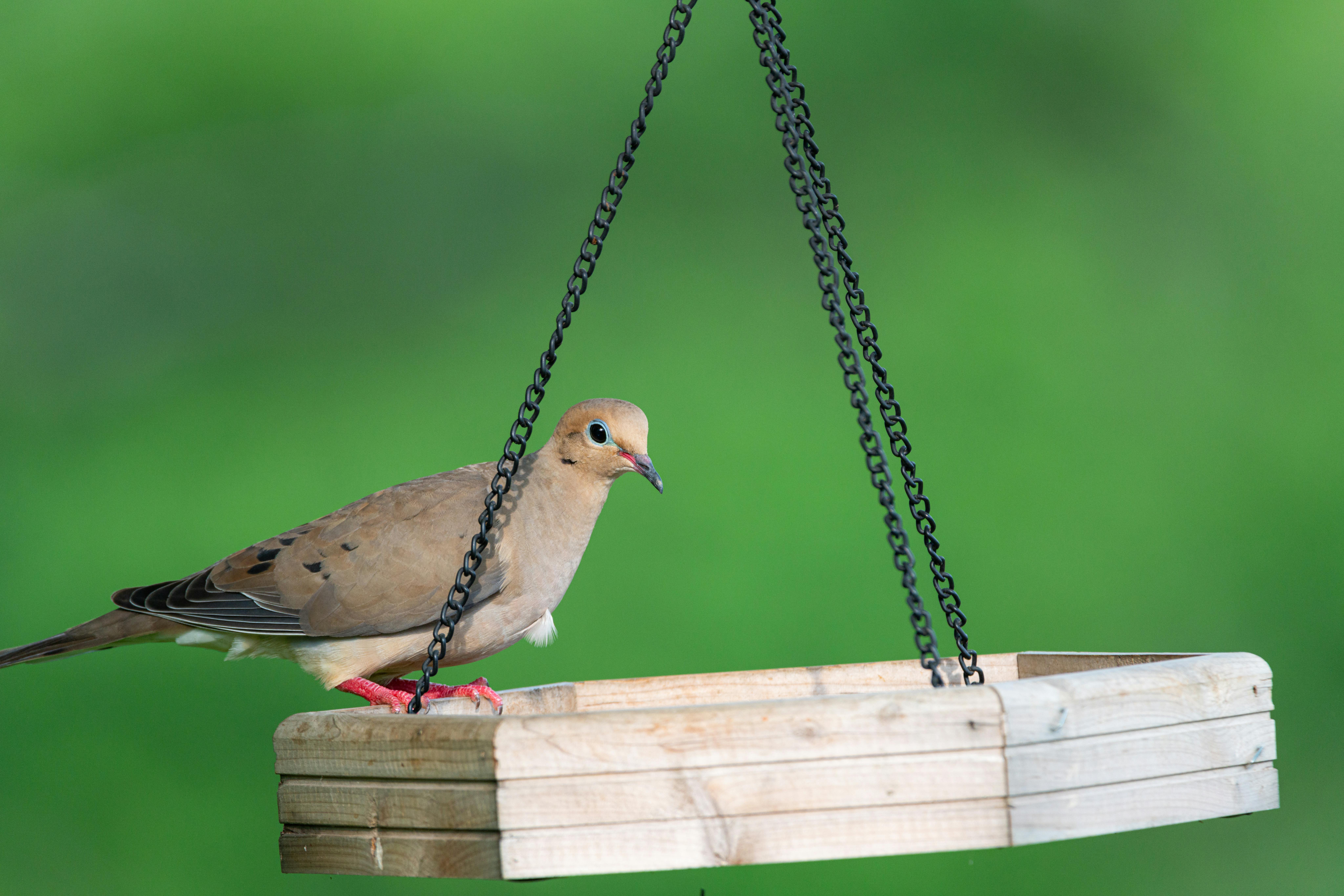 50 Common Birds Of North America