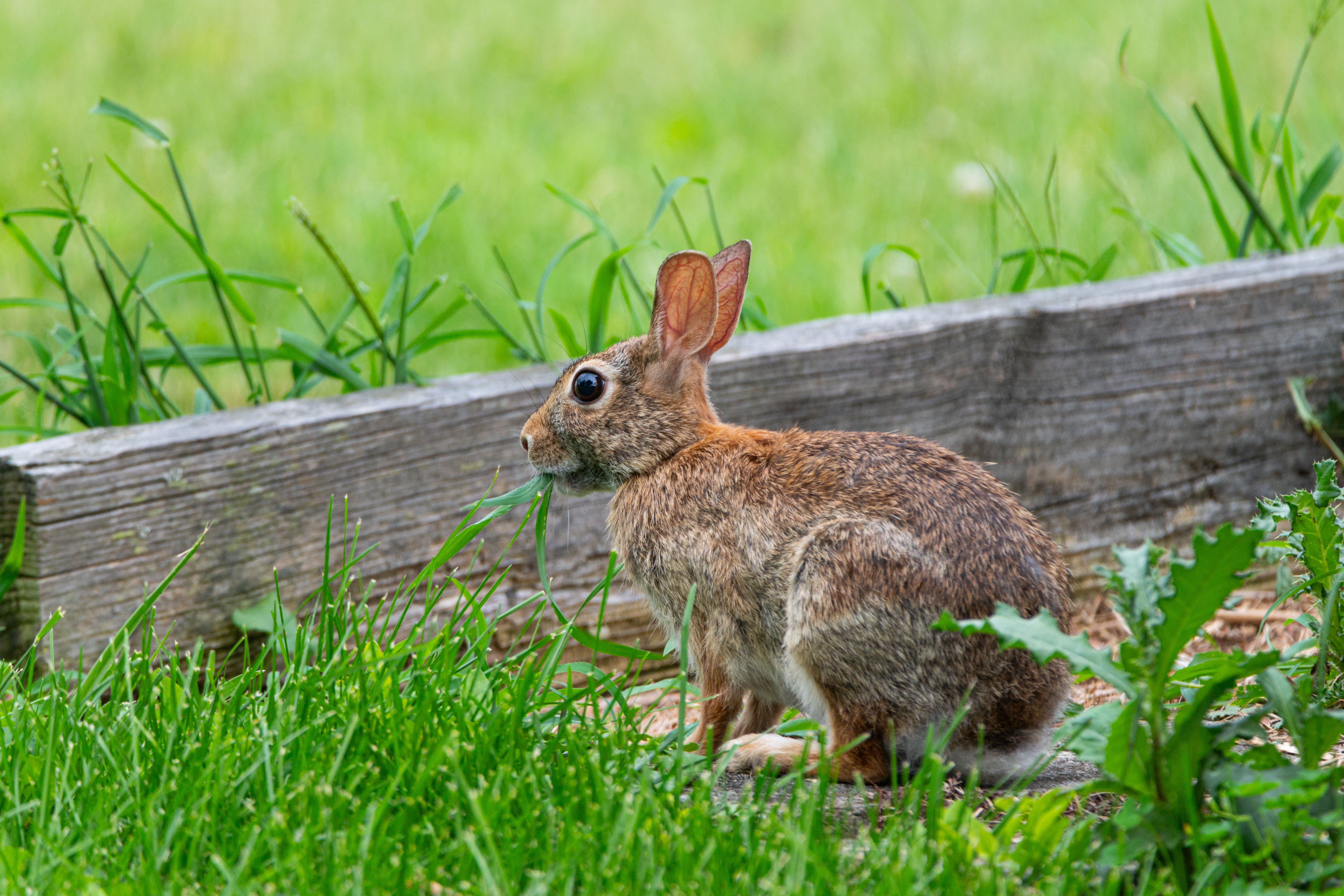 Cute Rabbit Photos, Download The BEST Free Cute Rabbit Stock Photos ...