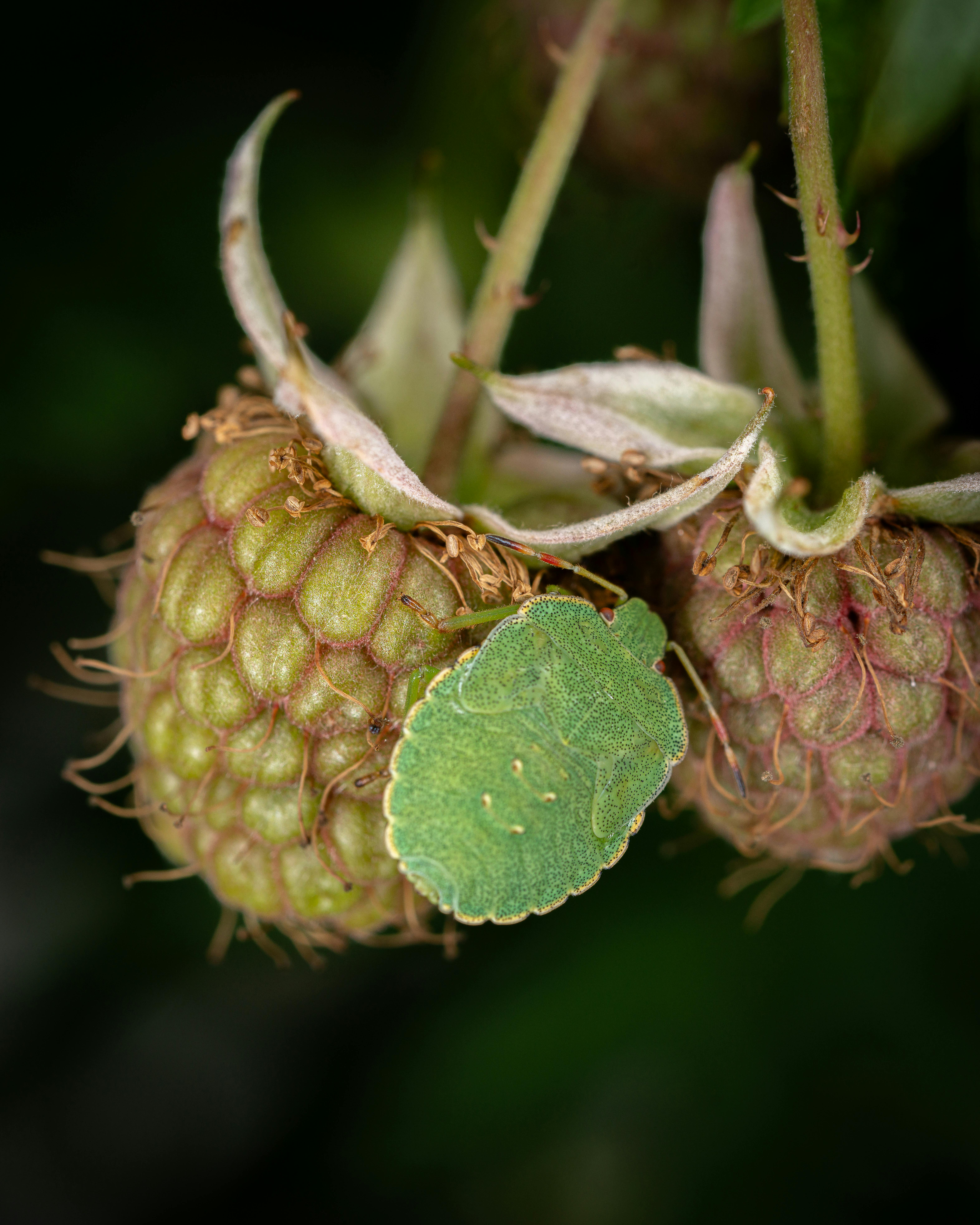 Продукты для печени
