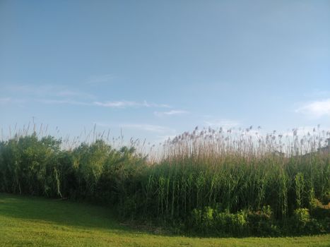 Serene wetland landscape with lush tall reeds and a clear blue sky, perfect for nature and tranquility themes.
