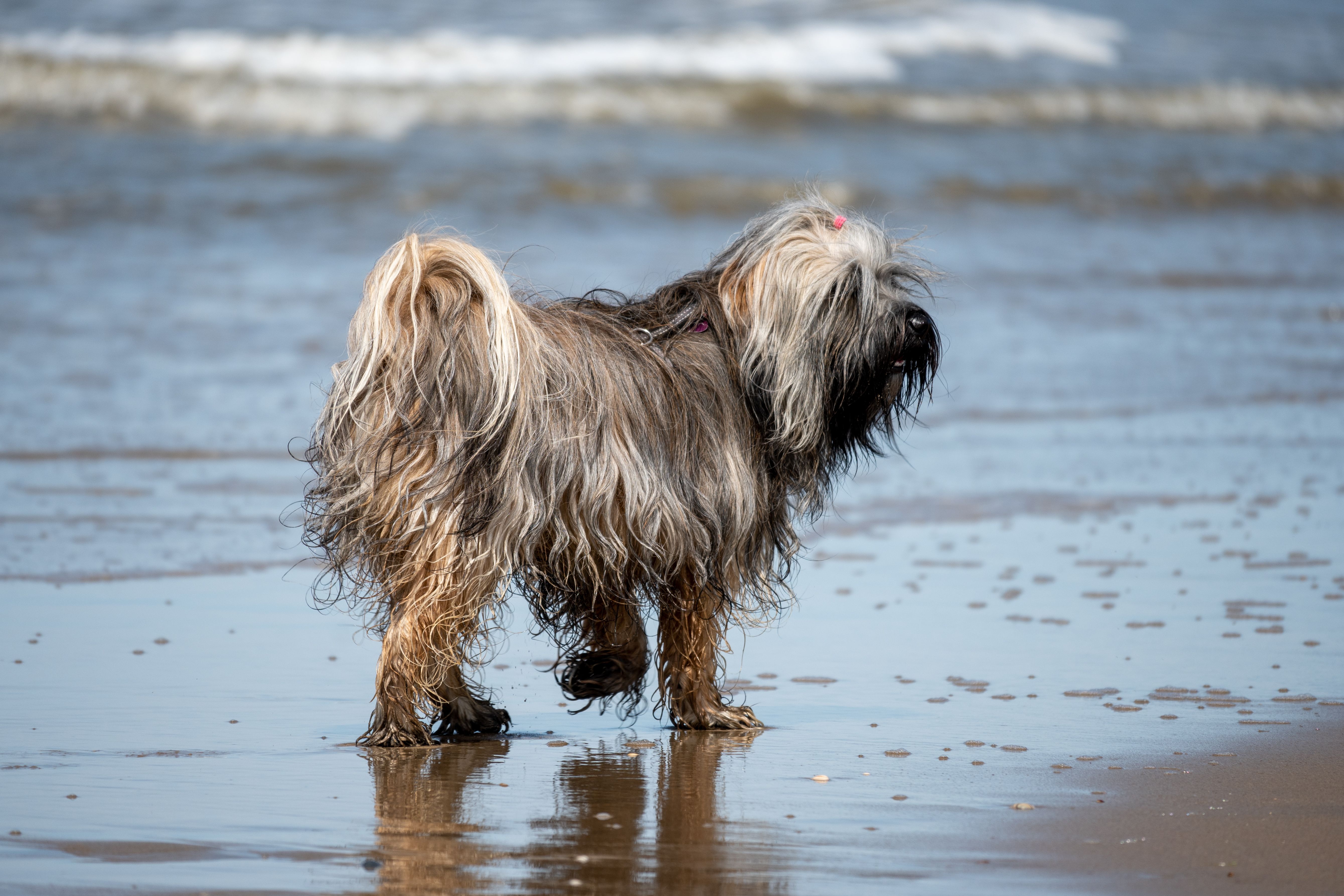 Dog Enjoying a Day at the Beach · Free Stock Photo