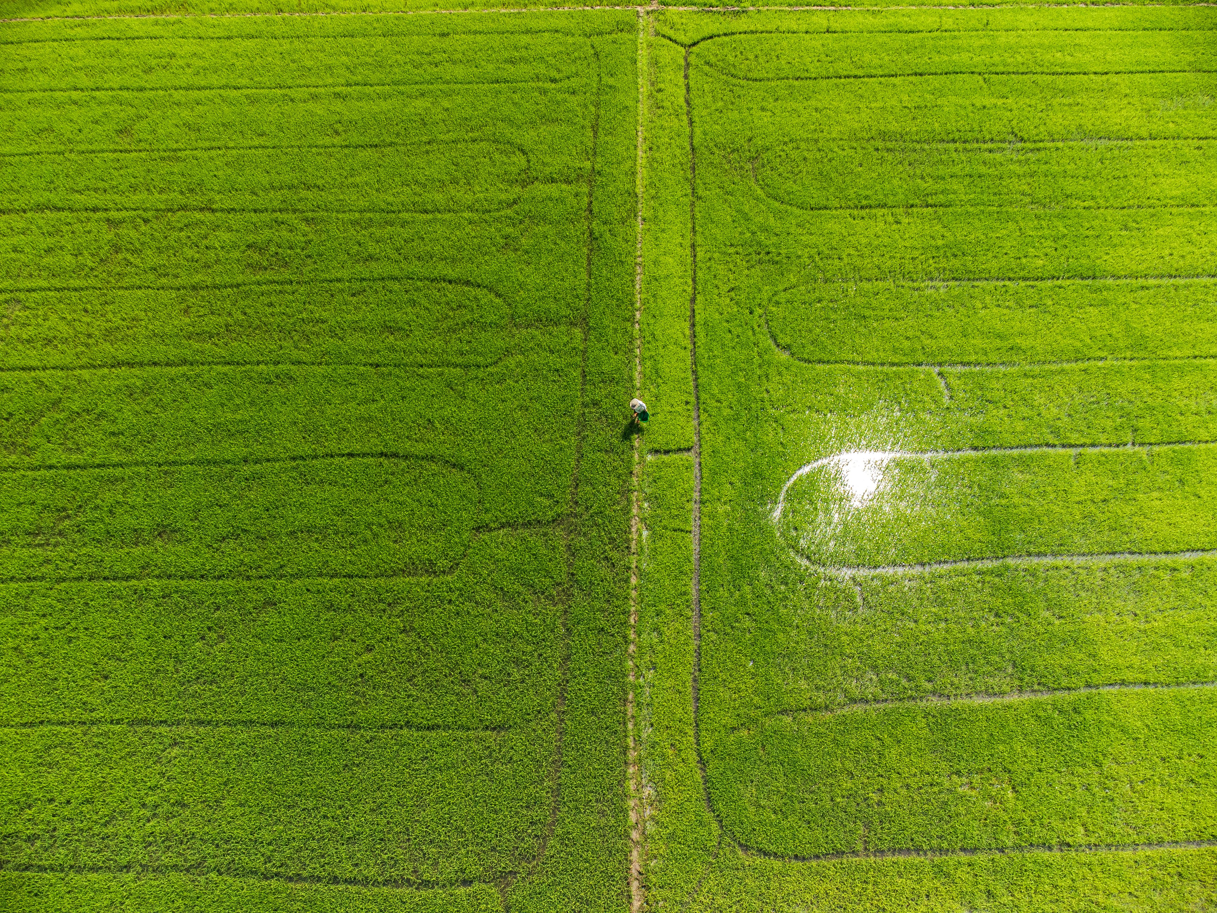 Aerial View of Lush Rice Fields in Vũng Tàu · Free Stock Photo