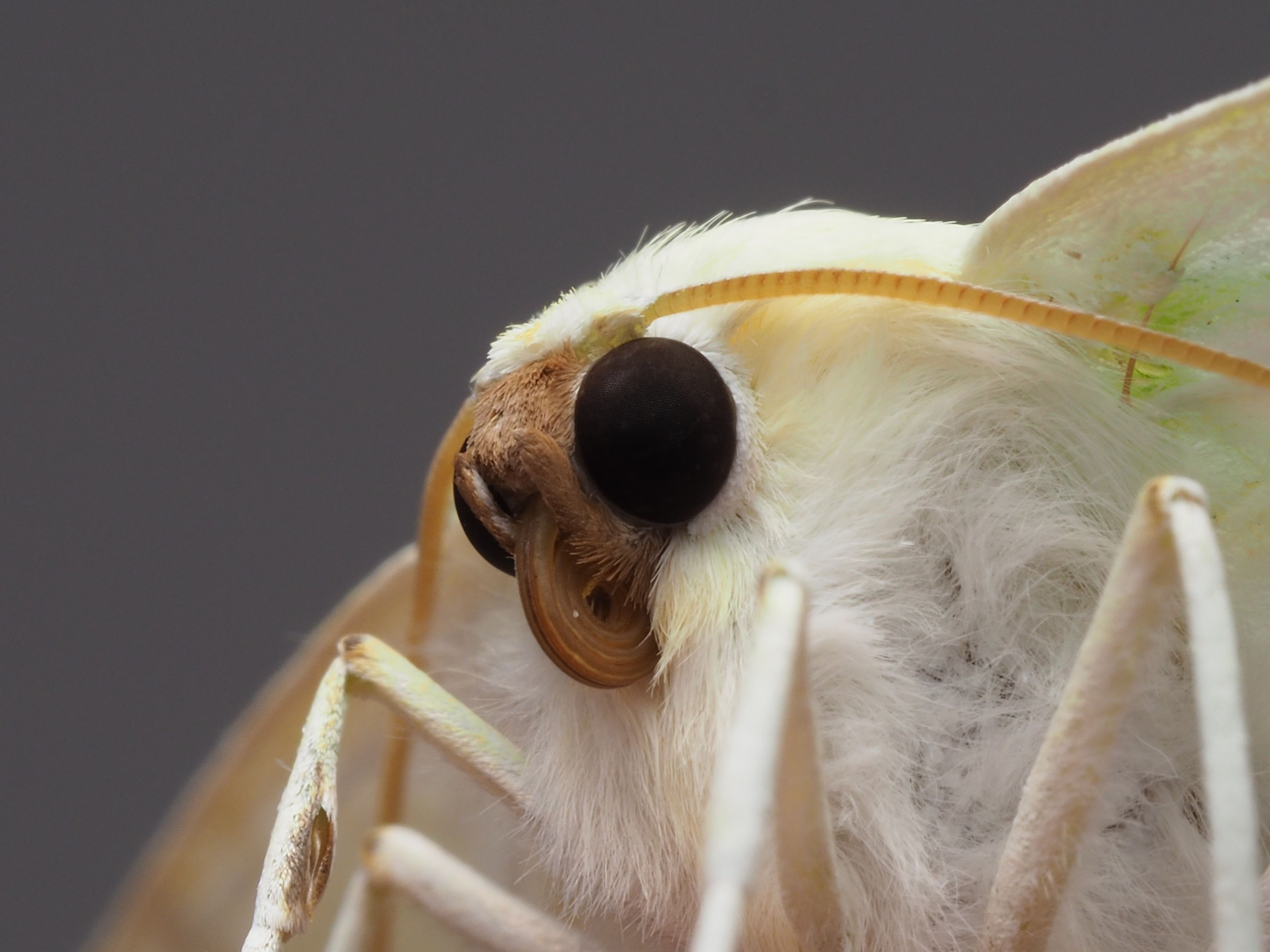 Close-Up Macro Photography of a Moth in Detail · Free Stock Photo