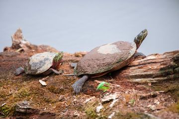 Common Snapping Turtle Species Habitat and Everyday Behavior