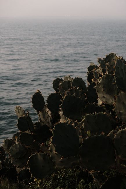 A rugged prickly pear cactus at the shoreline in Dar es Salaam, Tanzania, with an ocean backdrop.