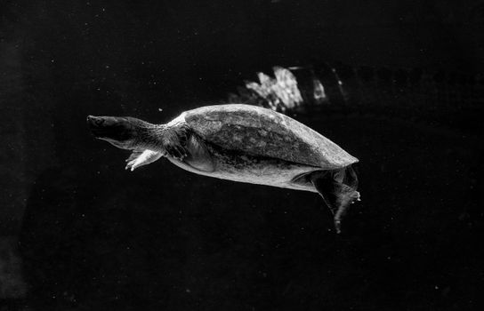 A graceful turtle captured in black and white, swimming underwater with serene elegance.