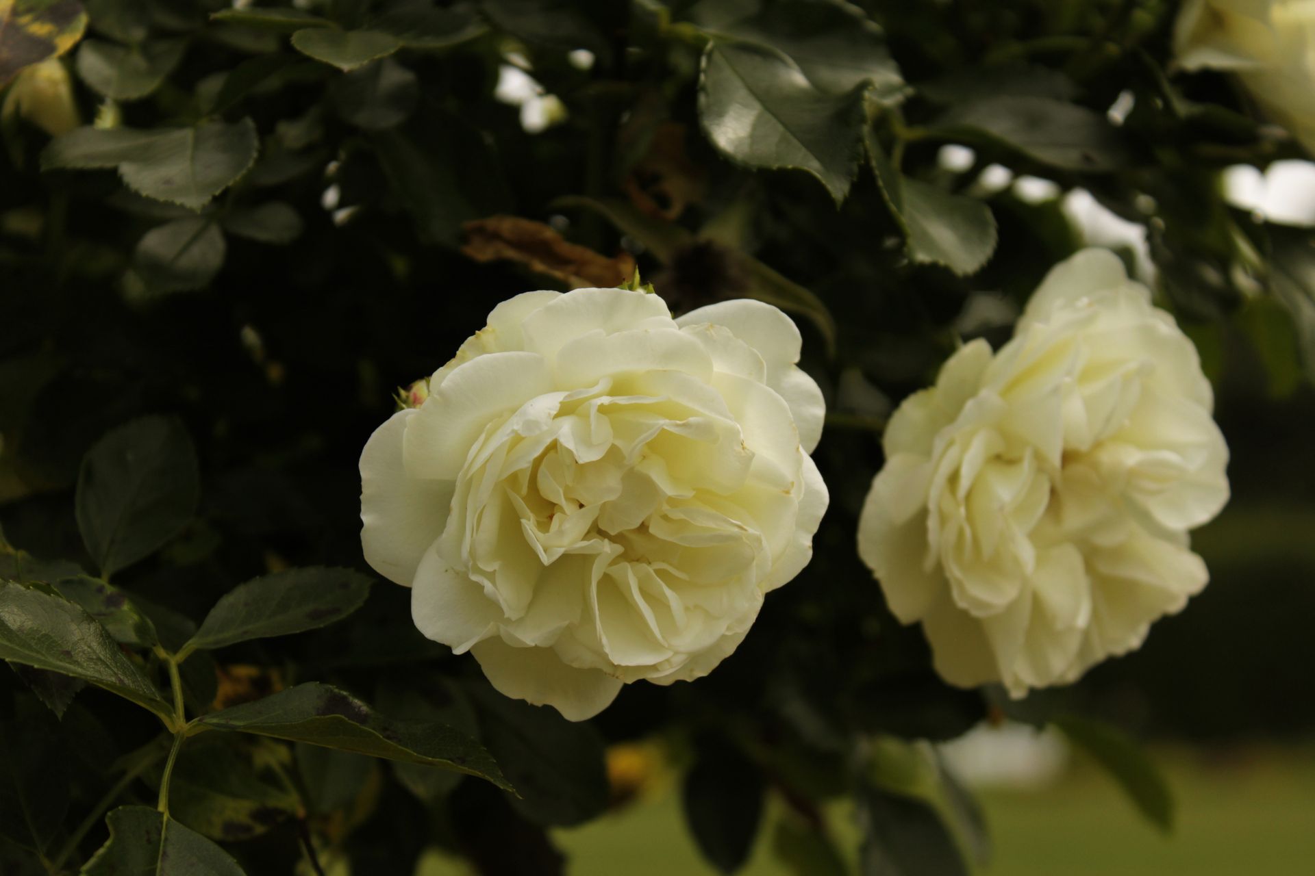 Close-up of blooming white roses in the garden of Schwerin, capturing natural beauty and elegance.
