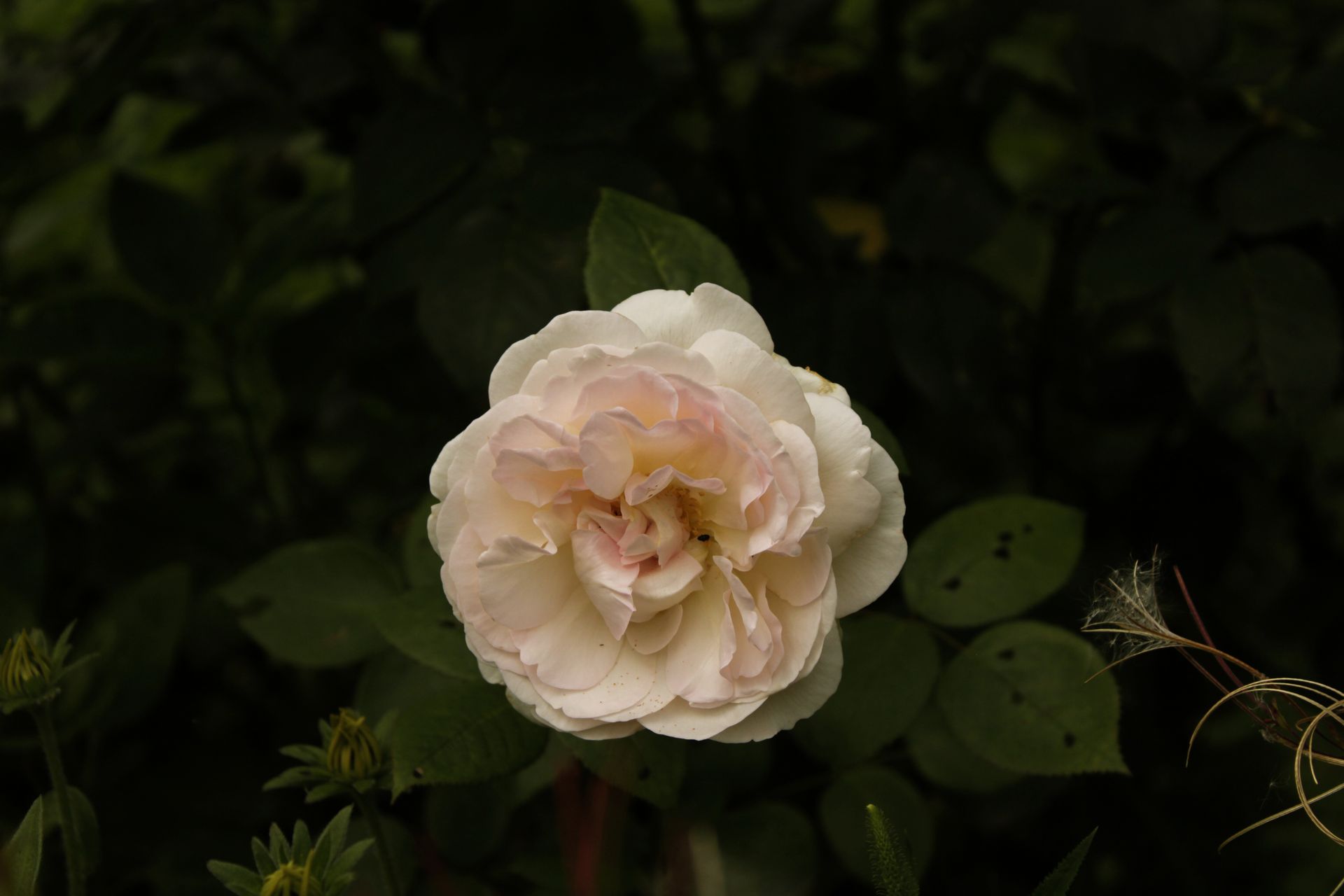 Close-up of a delicate white rose amidst lush dark green leaves, creating a serene floral portrait.