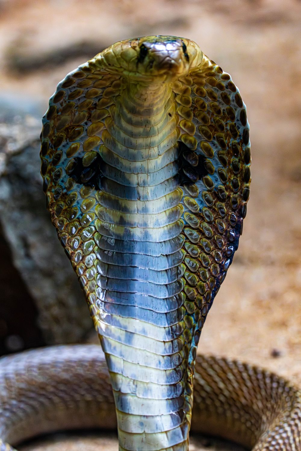 Close up Of A King Cobra Snake In Defensive Pose Free Stock Photo close-up-of-a-king-cobra-snake-in-defensive-pose-free-stock-photo
