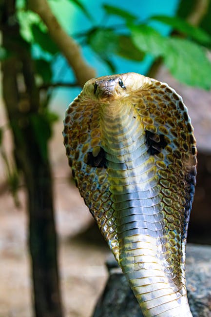 Menulis Kode (Python) Menulis Kode (Python)