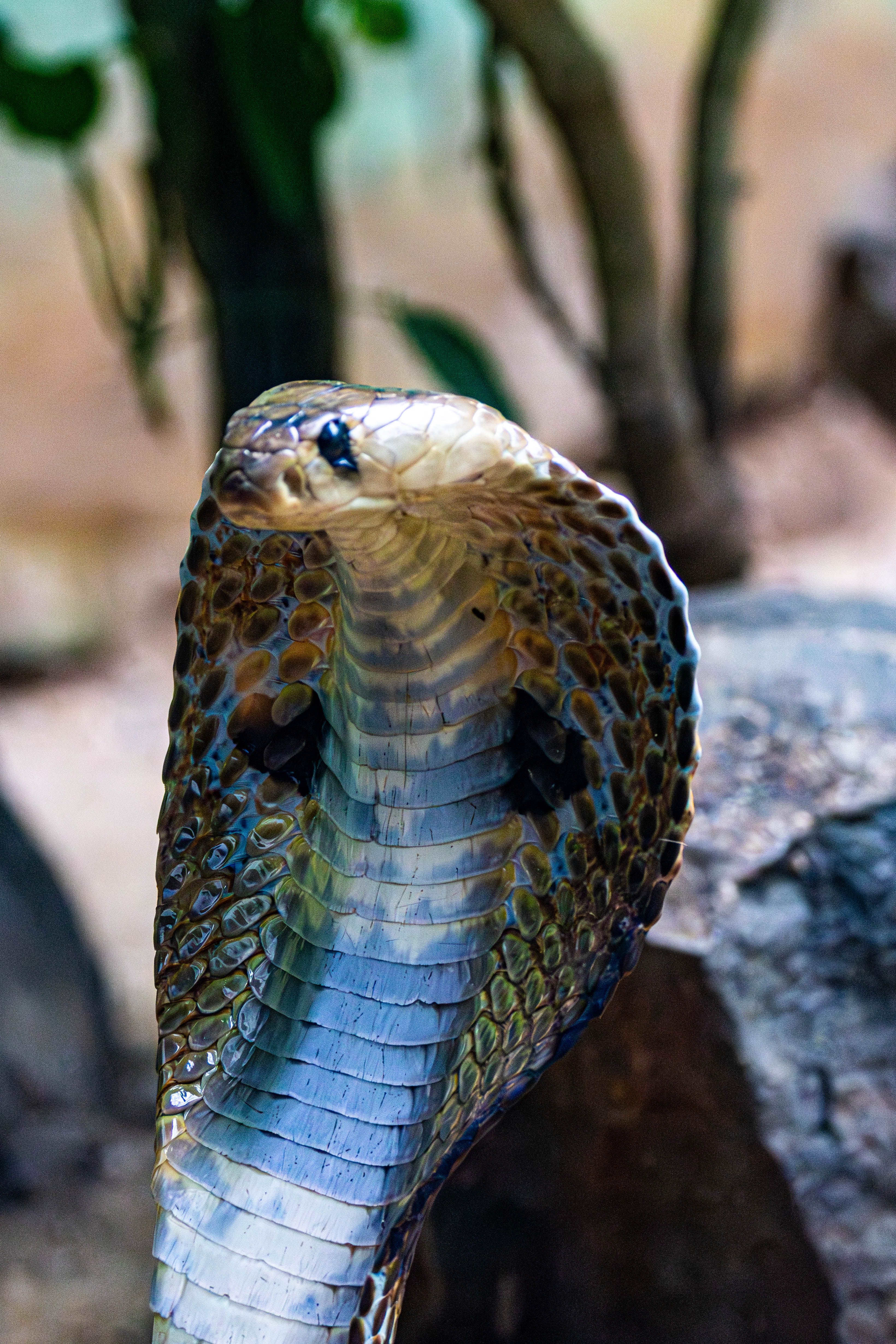 Snake Teeth Photos, Download The BEST Free Snake Teeth Stock Photos ...