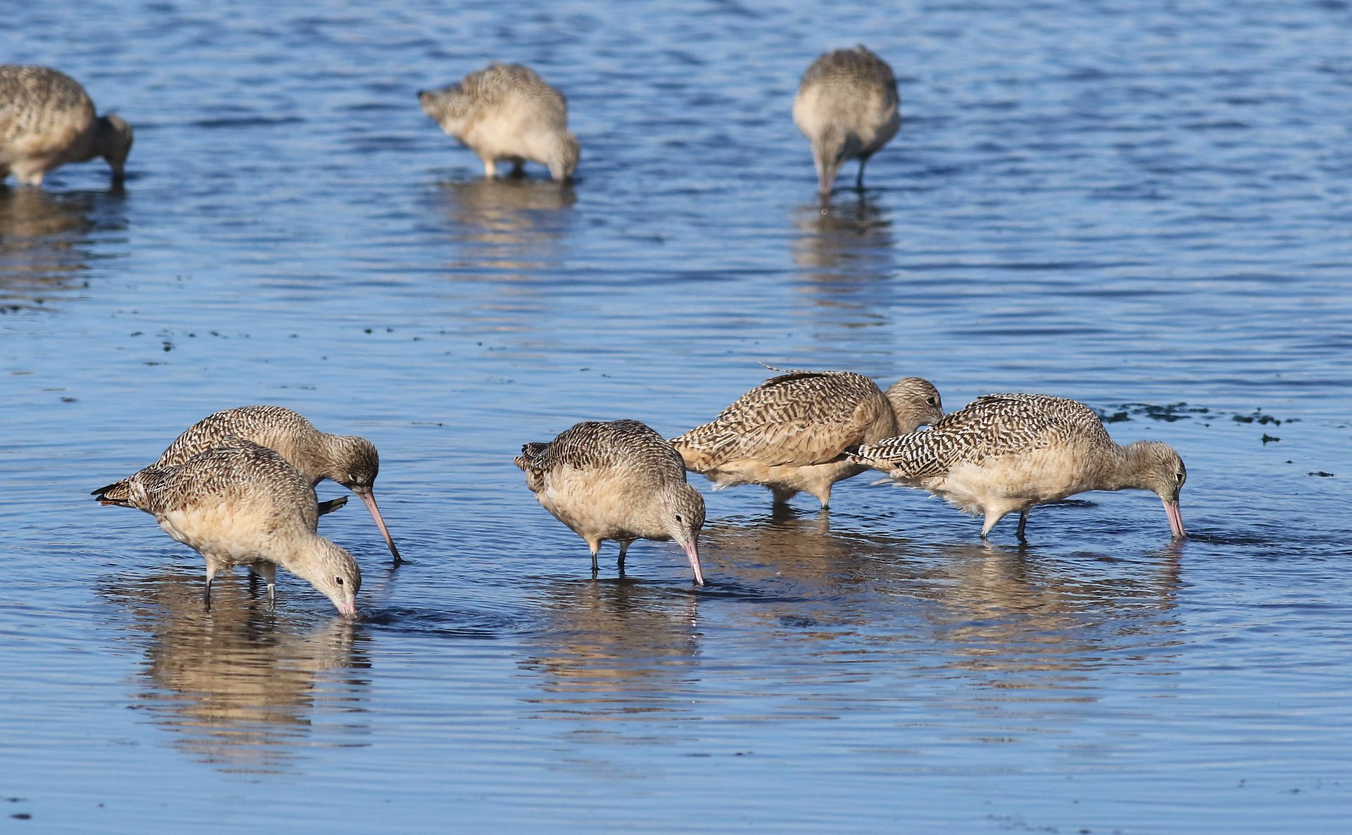 A group of marbled godwits (Limosa fedoa) feeding in a coastal wetland, showcasing natural behavior and habitat.