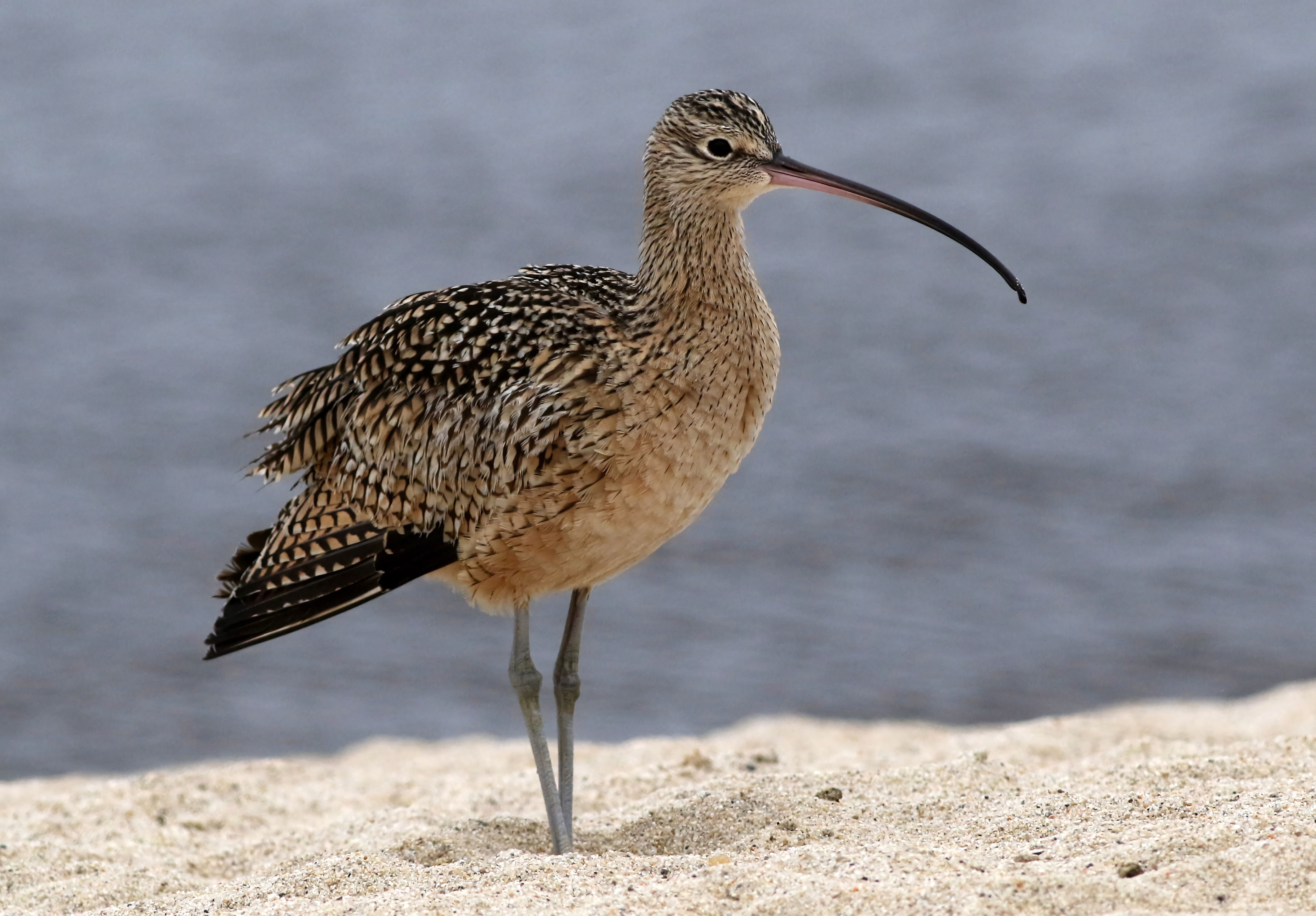 Curlew South Beach view 3