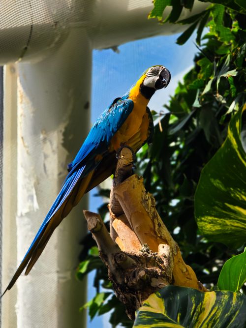 Free Vivid blue and yellow macaw perched on a branch inside a lush conservatory setting. Stock Photo