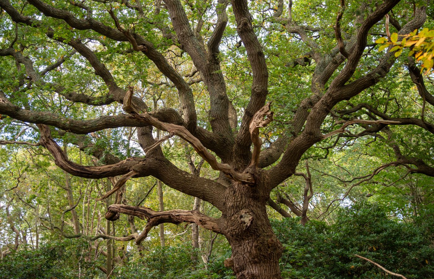 Capture of a sprawling oak tree with intricate branches in a dense forest during daylight.