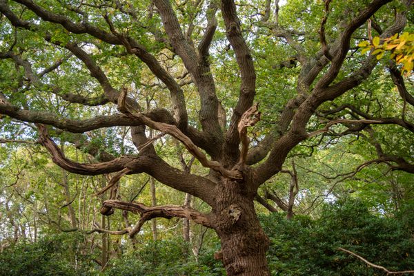 Mature broadleaf tree in full canopy — photo by Jan van der Wolf on Pexels