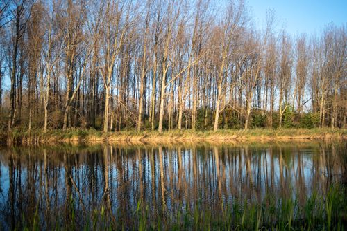 Free A peaceful view of bare trees reflecting on a calm lake during a clear day. Stock Photo