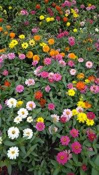 A colorful garden filled with a variety of blooming Zinnia flowers showcasing an array of vibrant colors.